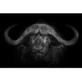 thumbnail image 2 of Moreno, Mario 18x13 Black Ornate Wood Framed with Double Matting Museum Art Print Titled - Big Horns, 2 of 4