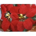 thumbnail image 2 of 12 Inch High LED Lighted Artificial Red Christmas Potted Poinsettia Plant, Battery Operated with Timer, 2 of 6