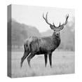 thumbnail image 4 of Masterpiece Art Gallery Proud Deer By PhotoINC Studio Canvas Art Print 24" x 24", 4 of 4