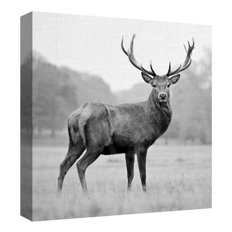 Masterpiece Art Gallery Proud Deer By PhotoINC Studio Canvas Art Print 24  x 24 