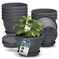 thumbnail image 1 of Whiskey Barrel Planters Lifemaster 10-Pack 25cm Plastic, 1 of 7