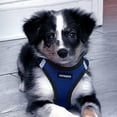 thumbnail image 2 of Voyager Step-in Air All Weather Mesh Harness and Reflective Dog 5 ft Leash Combo with Neoprene Handle, for Small, Medium and Large Breed Puppies - Royal Blue/Black Trim, X-Small, 2 of 9