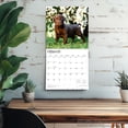 thumbnail image 5 of Chocolate Labrador Retriever Puppies | 2026 12x24" (Hanging) Square Wall Calendar, 5 of 9