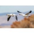 thumbnail image 2 of Jones, Adam 14x11 White Modern Wood Framed Museum Art Print Titled - Snow geese flying Bosque del Apache National Wildlife Refuge-New Mexico, 2 of 4