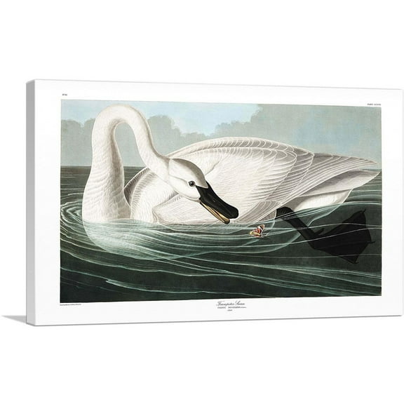 ARTCANVAS Trumpeter Swan Canvas Art Print by John James Audubon - Size: 26" x 18" (0.75" Deep)