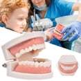 thumbnail image 4 of Standard Teeth Model Kids Teaching Study Supplies Adult Standard Typodont Demonstration Teeth Model, 4 of 6
