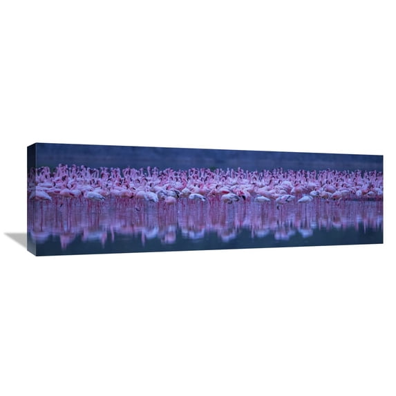 Global Gallery David Hua,'Flamingos' Stretched Canvas Artwork