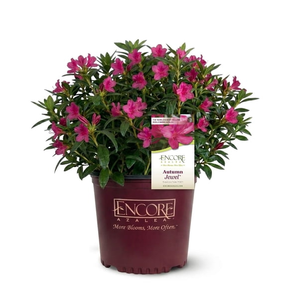 Encore Azalea Autumn Jewel (1 Gallon) Pink Flowering Shrub - Full Sun Live Outdoor Plant