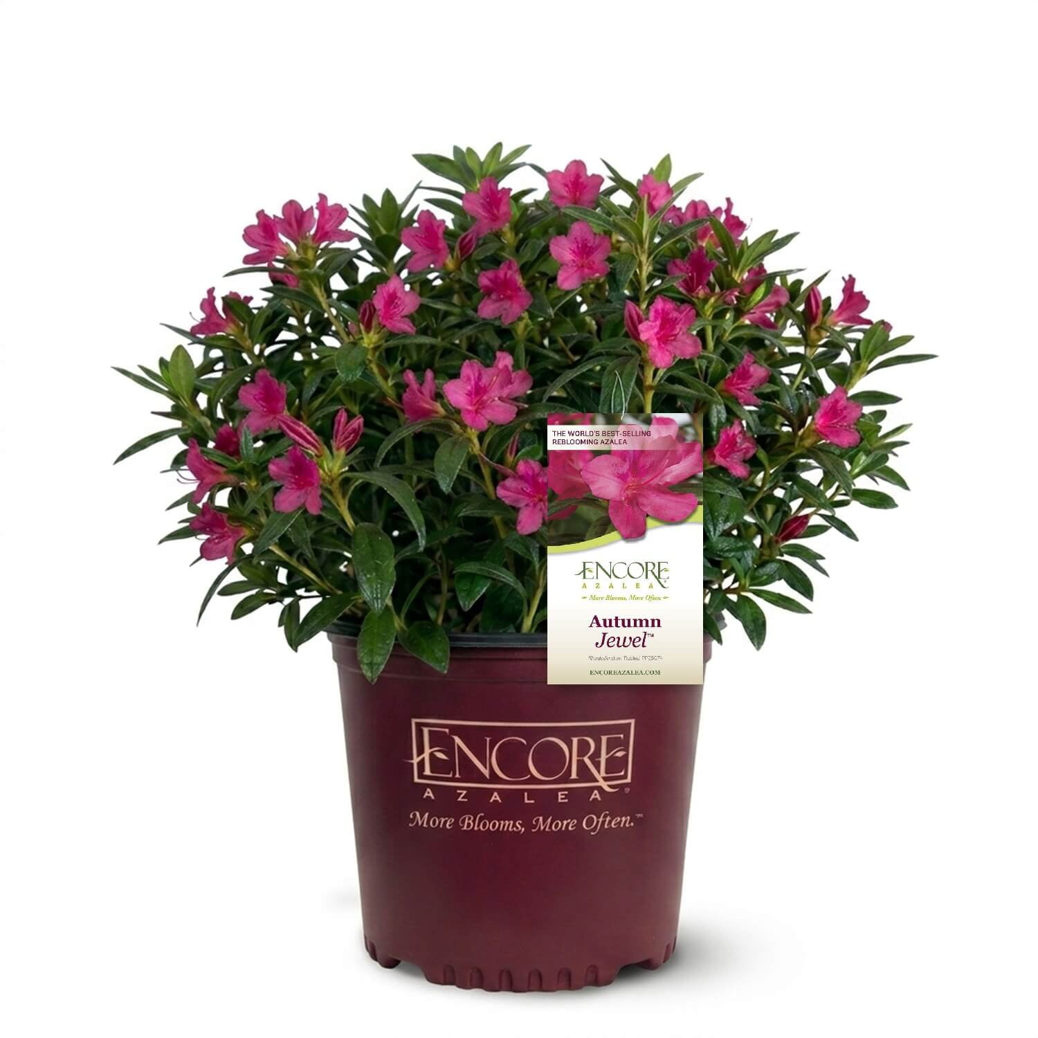 Encore Azalea Autumn Jewel Live Shrub in 3-Gallon Grower Pot