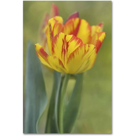 Trademark Fine Art 'Rembrandt Tulip' Canvas Art by Cora Niele