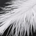 thumbnail image 1 of 40 Pieces White Natural Ostrich Feather 20-25cm Wedding DIY, 1 of 7