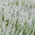 thumbnail image 2 of Lavender Ellagance Snow Drought Tolerant Xeriscape Herb Garden Plant Seeds - 200 Seeds, 2 of 4
