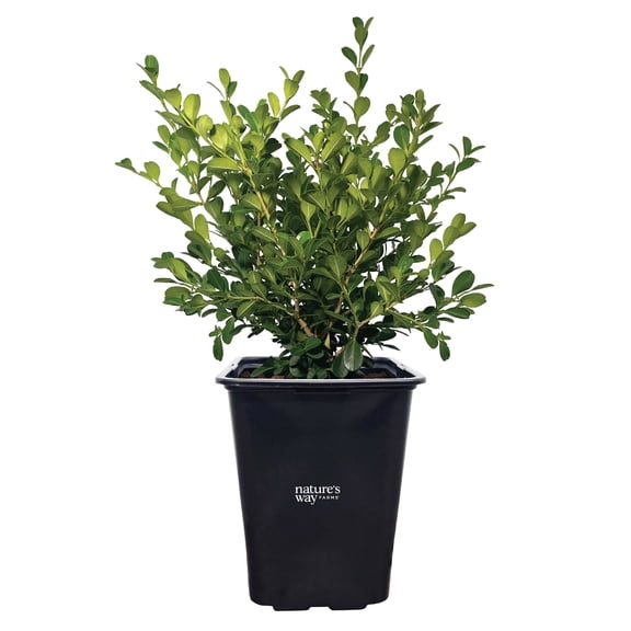 Nature’s Way Farms Boxwood Japanese Evergreen Outdoor Live Shrub (12-18in Tall) in Grower Pot
