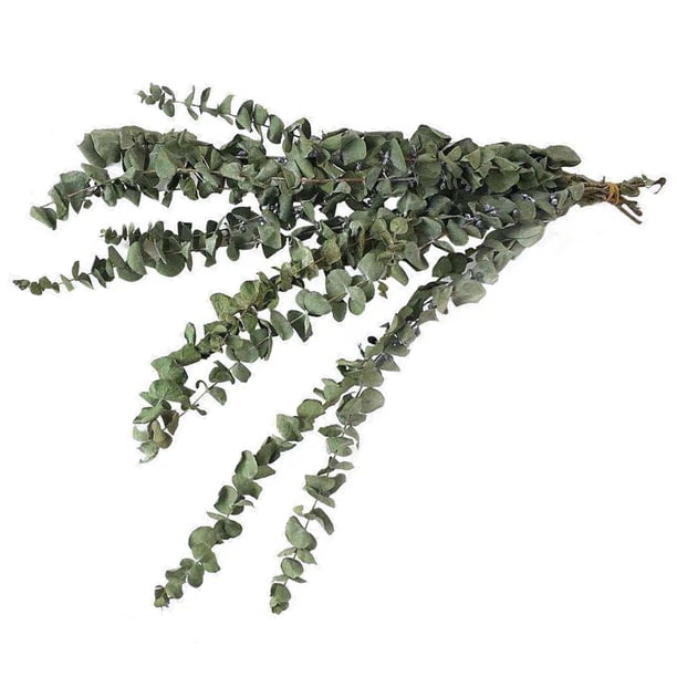 Toystoory 10PCS/Bundle Green Leaf Bouquet Dried Flower Real Home Branches Preserved Fresh Eucalyptus Shelf Decoration Long Life Decoración del hogar 40-50cm Toystoory HA039741-02