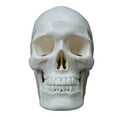 thumbnail image 2 of Human Skull Model,2 Parts Realistic Human Skull with Removable Skull Anatomy Teaching Supplies, 2 of 6