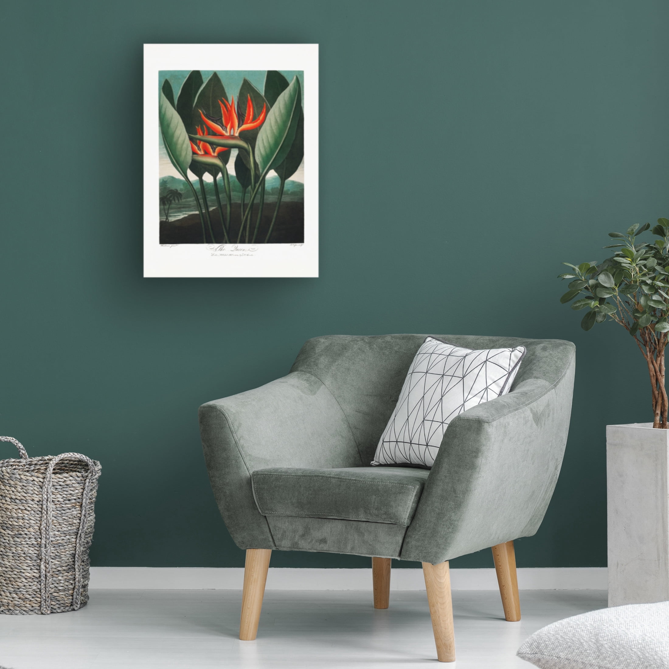 Trademark Fine Art Pictufy  The QueenaPlant from The Temple of Flora 1807 Canvas Wall Art