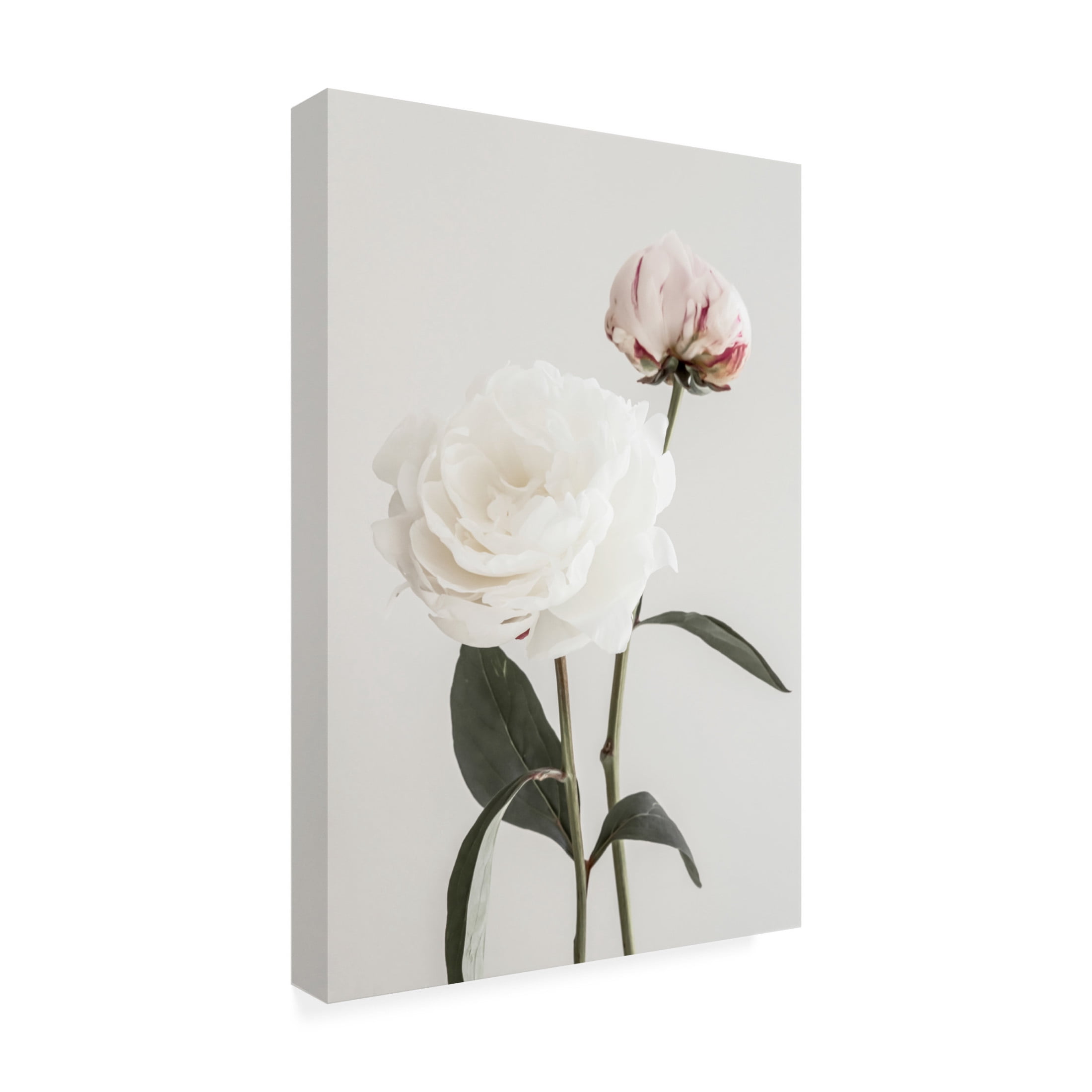 Pictufy Studio III 'Peony 12' Canvas Art - 16 x 24 Inches