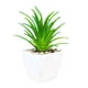 thumbnail image 5 of Maceta de bonsai suculentas Cateissary decorativas tipo 1, 5 of 6