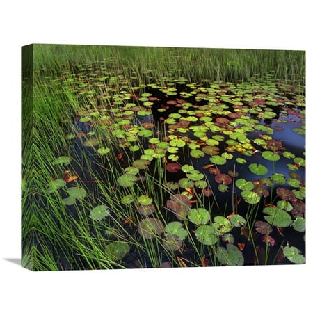 Global Gallery Pond with Lily Pads and Grasses Cape Cod Massachusetts Wall