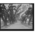 thumbnail image 2 of Historic Framed Print, [Avenue of live oaks, Audubon Park, New Orleans, La.], 17-7/8" x 21-7/8", 2 of 9