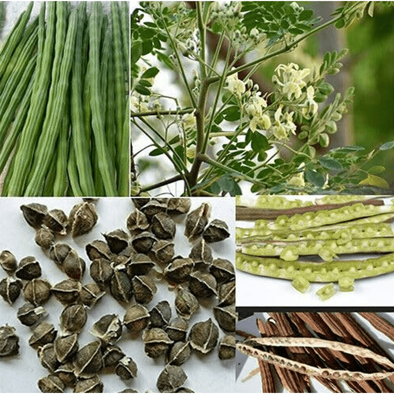 Moringa Tree Live for Planting, Moringa Oleifera Tree, Moringa Plant Live for Growing Indoor Outdoor in 4" Pot