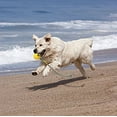 thumbnail image 4 of Dog Ball with Rope, Foam Dog Training Ball, Floating Dog Ball, Small Tug Toy for Large Dog (Big Ball), 4 of 5