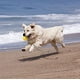 thumbnail image 5 of Pelota con cuerda de juguete para perros, juguete para perros con pelota de espuma, juguete flotante para perros en el agua Pelota, juguete para tirar de perros pequeños, medianos y grandes (3,5 pulga, 5 of 5
