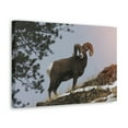 thumbnail image 2 of Majestic Big-horned sheep Art Majestic Big-horned sheep Print Animal Wall Art Wildlife Canvas Prints Wall Art Ready to Hang Unframed, 2 of 18