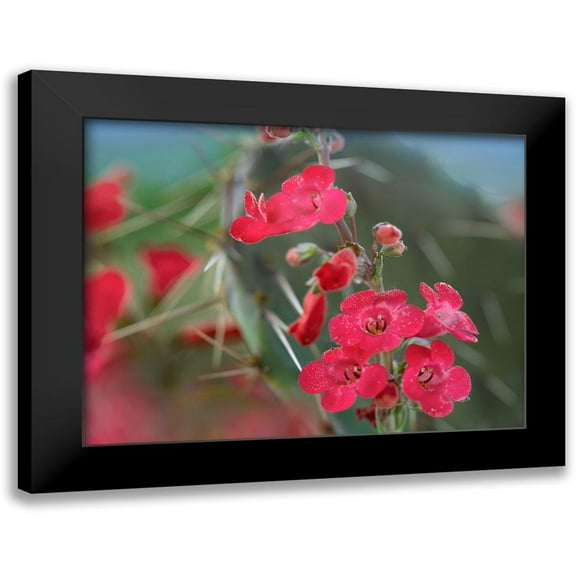 Fitzharris, Tim 14x12 Black Modern Framed Museum Art Print Titled - Wrights Penstemon II