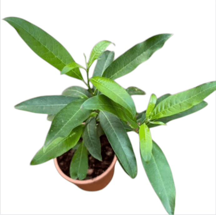 Orange Zest Live Plant for Planting, Rare Night-Blooming Jasmine Cestrum Aurantiacum Plant Jasmine Flower Plant, 4 to 6 Inch Tall, Ship No Pot