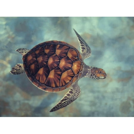 - Green Turtle, Java, Indian Ocean Print Wall Art By Gerard Soury