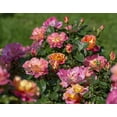 thumbnail image 2 of Fruity Petals™ Climbing Rose Bush - Bare Root, 2 of 3