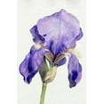 thumbnail image 2 of Parker, Jennifer Paxton 17x24 Black Ornate Wood Framed with Double Matting Museum Art Print Titled - Iris in Bloom I, 2 of 4