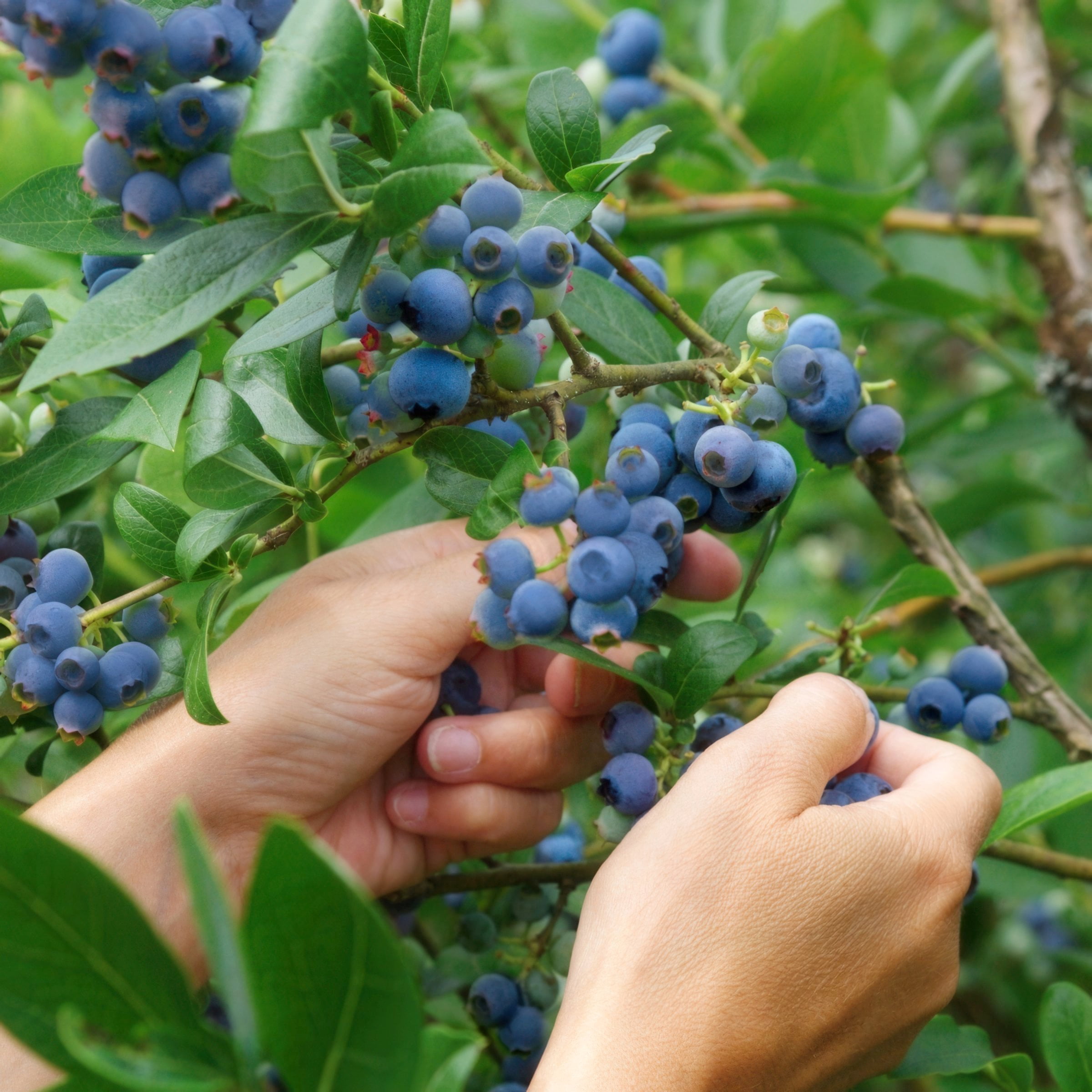 National Plant Network 1 gal. Live Shrub Blueberry Elliott Plant