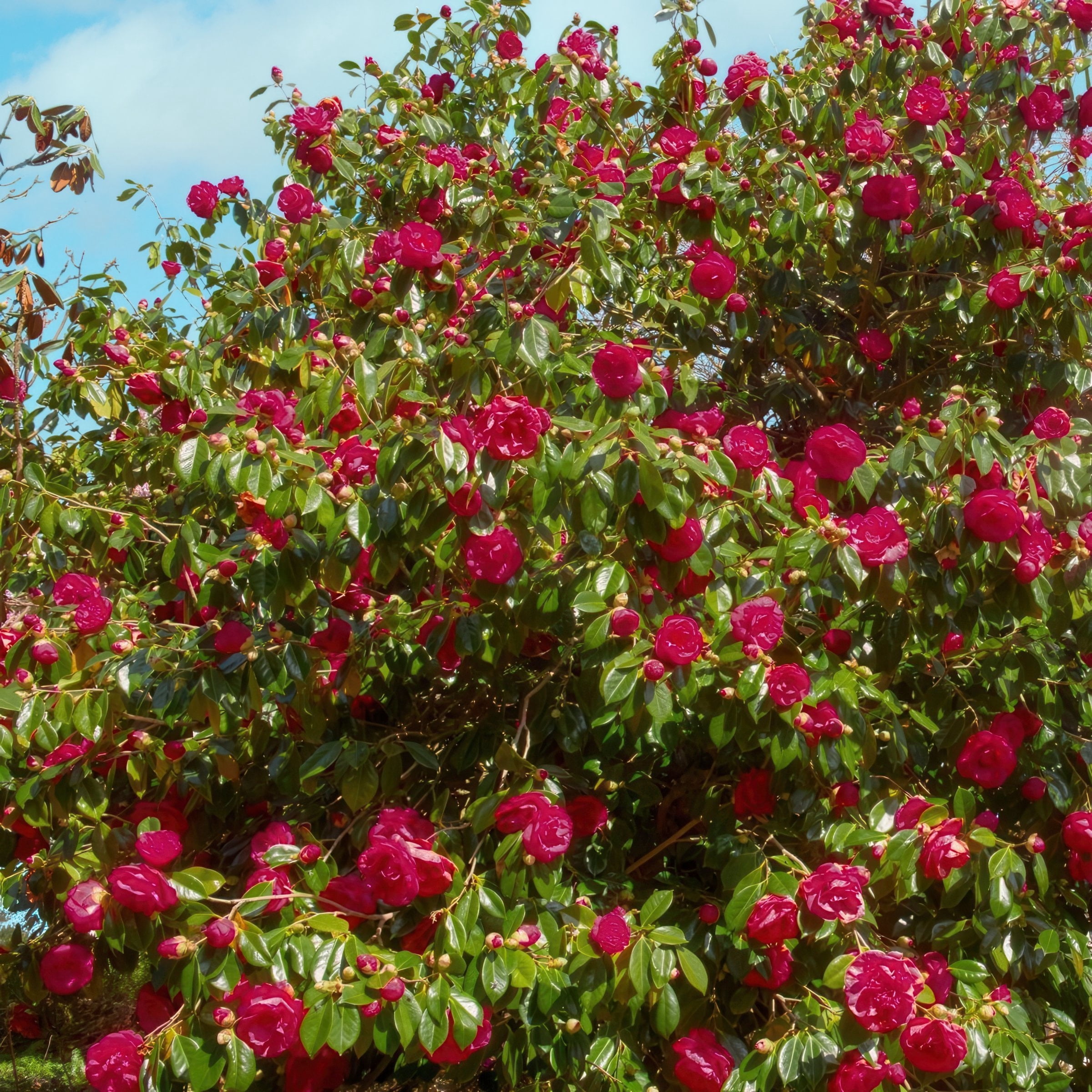 National Plant Network 3 gal. Camellia Black Magic Live Shrub