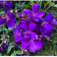 thumbnail image 2 of Blue Tibouchina Live Plant 5–8 Inch Tall, Vibrant Purple-Blue Flowering Princess Flower Shrub for Outdoor Garden & Patio Planting, 2 of 7