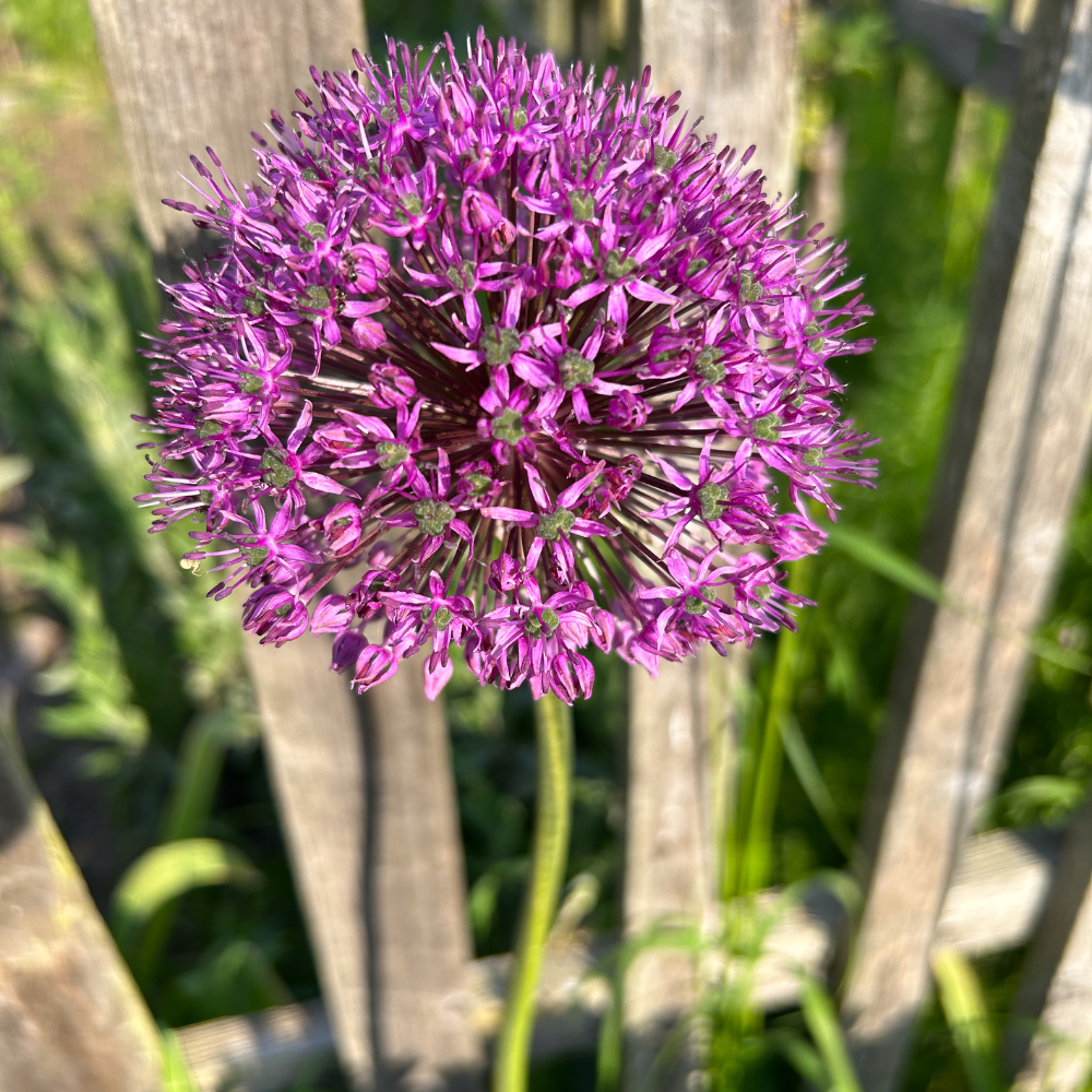 Pack of 250 Giant Allium Seeds for Planting, Ornamental Onions, Purple Allium Flowers