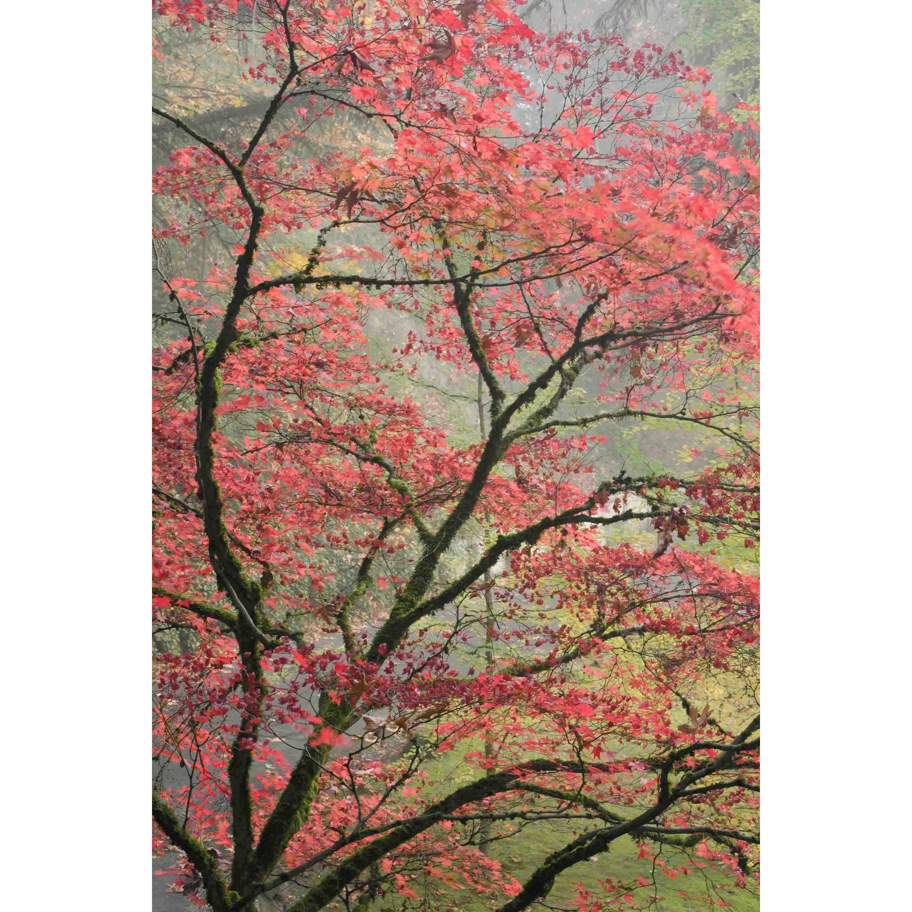 Marmont Hill "Red Zen" Painting Print on Canvas