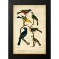 thumbnail image 2 of Wilson, Alexander 11x14 Black Modern Framed Museum Art Print Titled - Wilsons Painted Bunting, 2 of 5