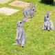 thumbnail image 4 of 3Pcs Easter Bunny Garden Stake Outdoor Rabbit Lawn Sign for Spring Easter Holiday Decor, 4 of 4
