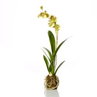 Sage & Co. Industrial Garden Odontoglossum Drop-In Orchid (Set of 6)