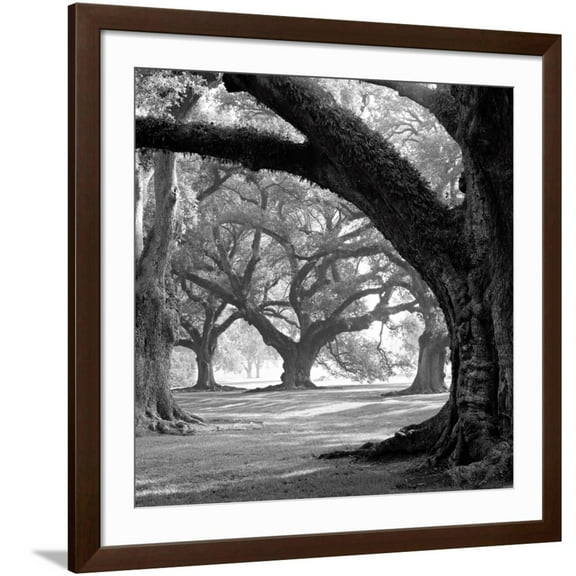 Art.com Oak Alley, West Row Art Print by William Guion, Brown Frame Wall Art, 38" x 38"