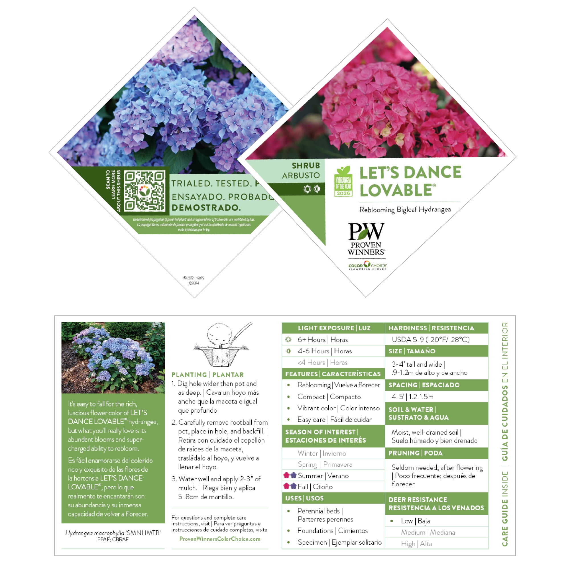 Proven Winners ColorChoice 6" Multicolor Let's Dance Lovable Bigleaf Hydrangea Live Plant in 7.5" Pot