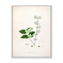 Designart 'Ancient Botanicals XV' Farmhouse Framed Canvas Wall Art Print