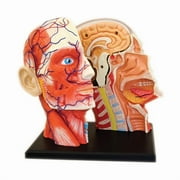 4D Master 4D Human Anatomy - Head Anatomy Model
