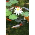 thumbnail image 2 of Aquascape Pond Detoxifier - 1 gal PSA96010, 2 of 2