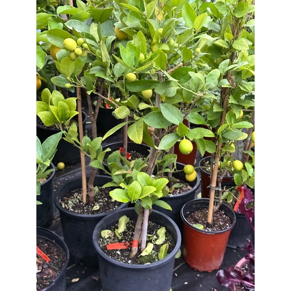 RedCrocus Meyer Lemon Citrus Tree, Bright Fragrant Blossom, Indoor & Outdoor Plant, Container Friendly, Pollinator Attractant, Hardy Zones 9-11  3 Gallon