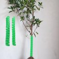 thumbnail image 1 of BRIGHTFUFU 2Pcs Green Plastic Tree Trunk Protectors Guard Wraps for Deer Squirrel and Bark Damage, 1 of 8