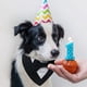 thumbnail image 4 of Bandana formal para boda para perro, collar para perro con pajarita, disfraz de cumpleaños para perro, traje de boda ajustable para fiesta de mascotas, S, 4 of 5