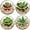 4pcs Succulents#08, variant on Mini Fake Plants 3 Packs Artificial Succulents Plants in Round Glass Vase Cute Faux Succulents for Bathroom Kitchens Shelf Table Decor